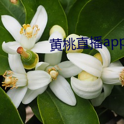 AG真人平台(中国)官方网站