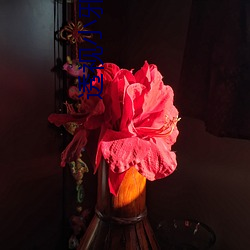 透视小邪医