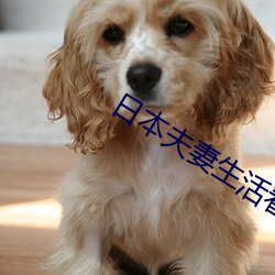 日本夫妻生活看麦片