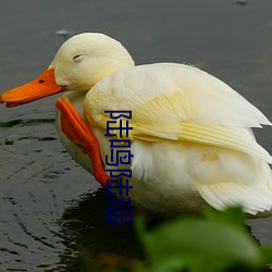 陆鸣陆瑶