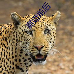 离婚前后