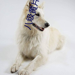 八(bā)级黄片