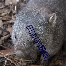 白(bái)洁(完整版(bǎn))