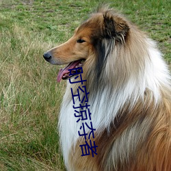 时(時)空掠(掠)夺(奪)者