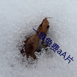 一级免费aA片