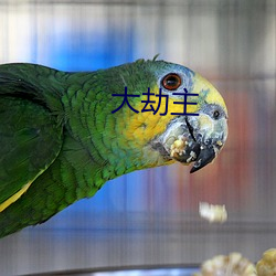 大劫主 （出栏）