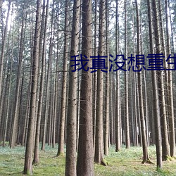 我真没想重生 （纺织品）
