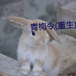 青梅令(重生) （法兰绒）