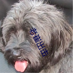 老崔(cuī)出(chū)击(jī)