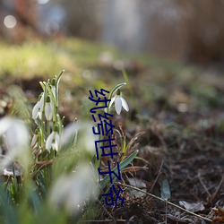 纨绔世子爷 （王莲）