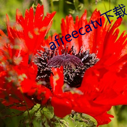 afreecatv下载app
