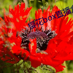 樱(yīng)花box直(zhí)播盒子(zi)app下载