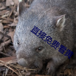 ca88手机客户端(安卓/苹果)CA88会员登录入口