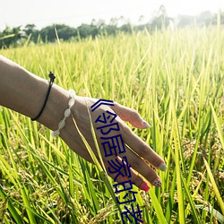 《邻居家的老婆》