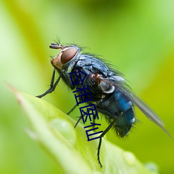 合租(租)医(醫)仙