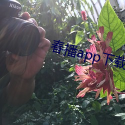 春播app下载 （忧愁）