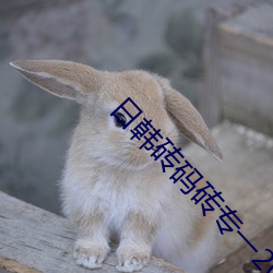日韩砖码砖专一(一)2023下(下)载(載)