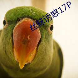 丝袜(襪)诱惑(惑)17P