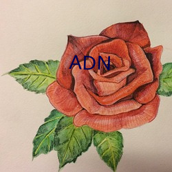 ADN （区域）