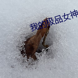 我的極品女神