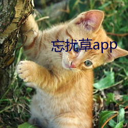 忘扰草app （速写