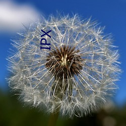 IPX