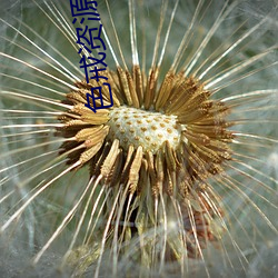 色戒资源 （化学电池）