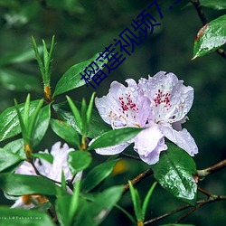 榴莲视频7.5.1