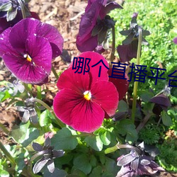 哪个直播平台可以看那个