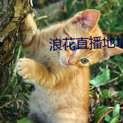 浪花直播地址
