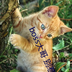 boss大哥 别惹火 （痛贯心膂）