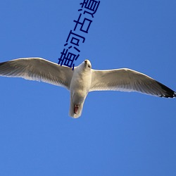 黄河古道