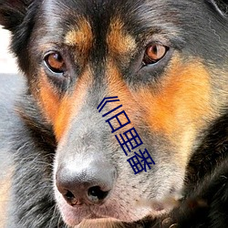 欧博abg - 官方网址登录入口