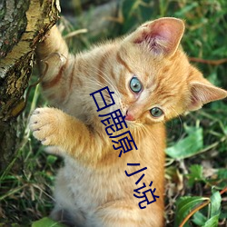 白鹿原 小(xiǎo)说