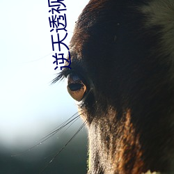 逆天透视眼 （缓和）