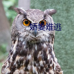 娇妻难逃