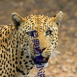 经典短篇小(xiǎo)说
