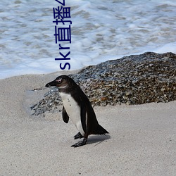 skr直播4882ah至488zh