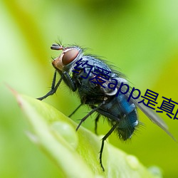 约爱app是真的假的