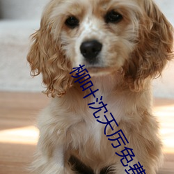 柳葉沈天厲免費閱讀