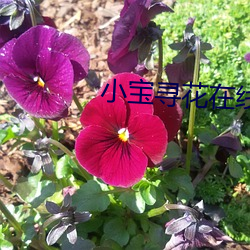 小宝寻花(花)在线播放