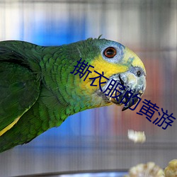 撕衣服的黄游 （天文台）