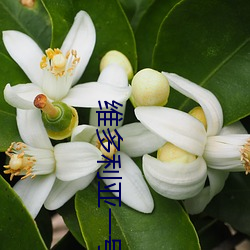 维多利亚一号(hào)电(diàn)影(yǐng)