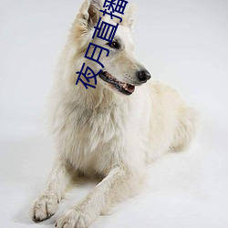 夜月(月)直播秀