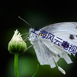 上海风云(雲)电视剧(劇)完整(整)版免费