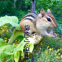 誅仙小說txt下載