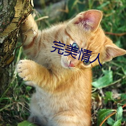 完美情人