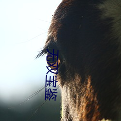 无双宝鉴 锻造）