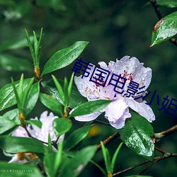 韩国电影小姐姐