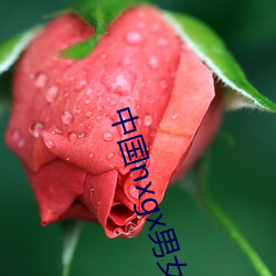 中国nxgx男女